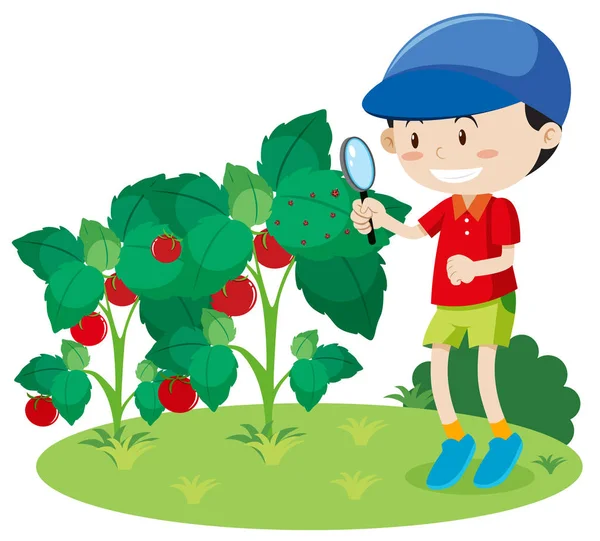 Ένα Αγόρι Που Αναζητούν Φυτών Εντόμων Εικονογράφηση — Διανυσματικό Αρχείο
