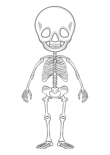 Outline Drawing Human Skeleton Illustration — Stock Vector