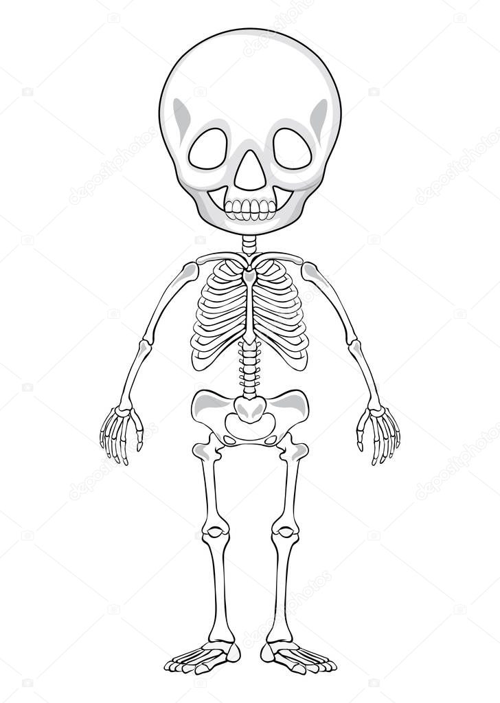 Outline drawing of a human skeleton illustration