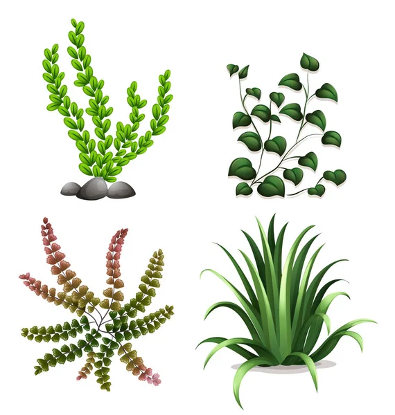 Set Plants White Background Illustration — Stock Vector