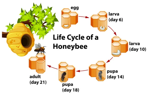 Life Cycle Honeybee Illustration — Stock Vector