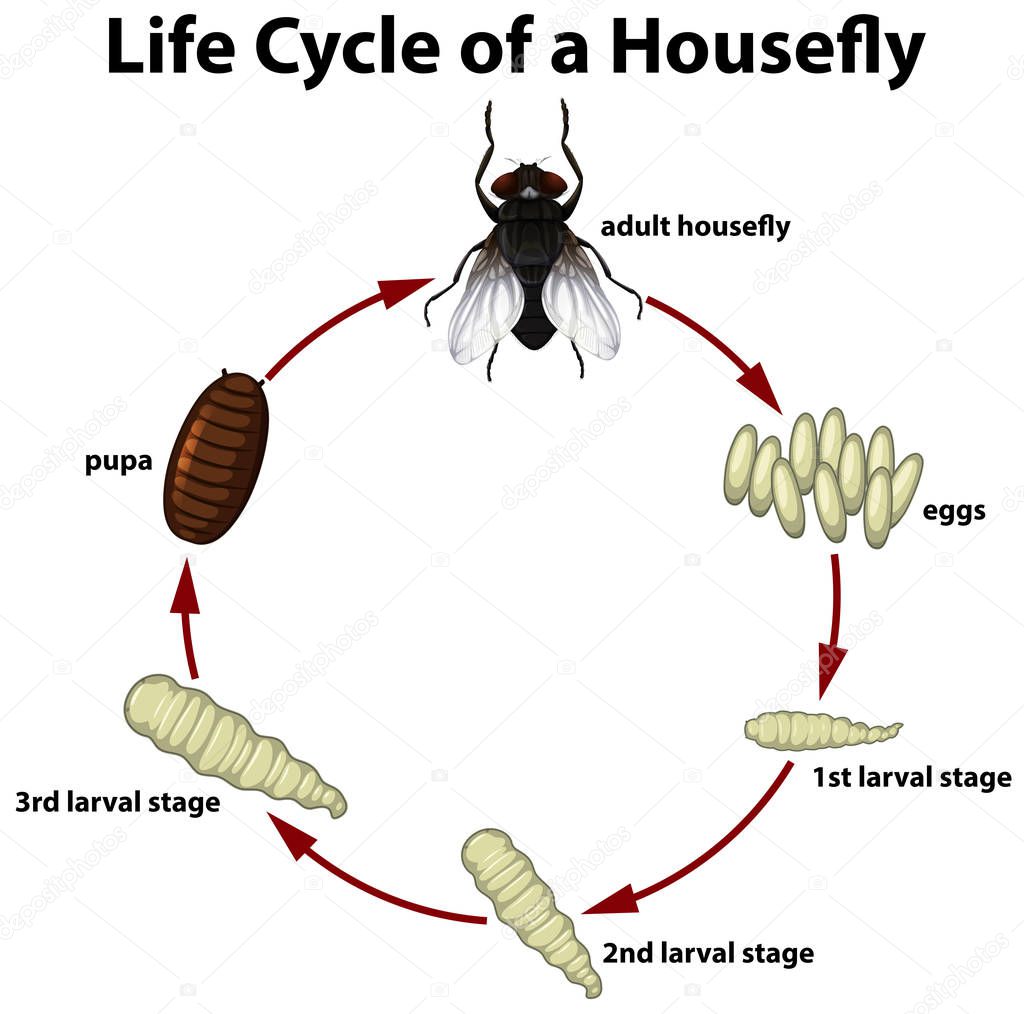 Life circle of a housefly illustration