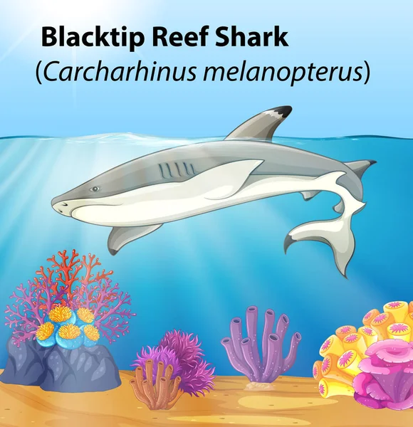 Siyah Uçlu Resif Köpekbalığı Illüstrasyon — Stok Vektör