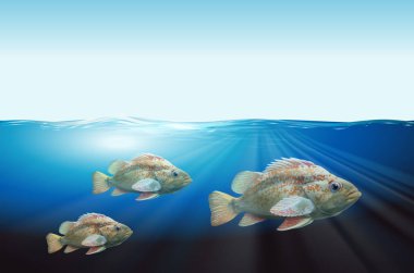 Üç balık sualtı sahne illüstrasyon