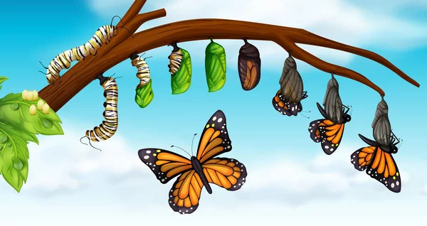 Жизненный Цикл Бабочки — стоковый вектор