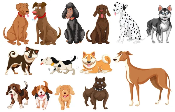 Set Dogs White Background Illustration — Stock Vector