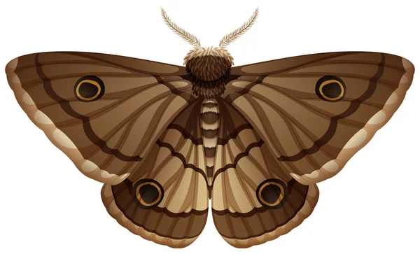 Moth Primer Plano Fondo Blanco Ilustración — Vector de stock
