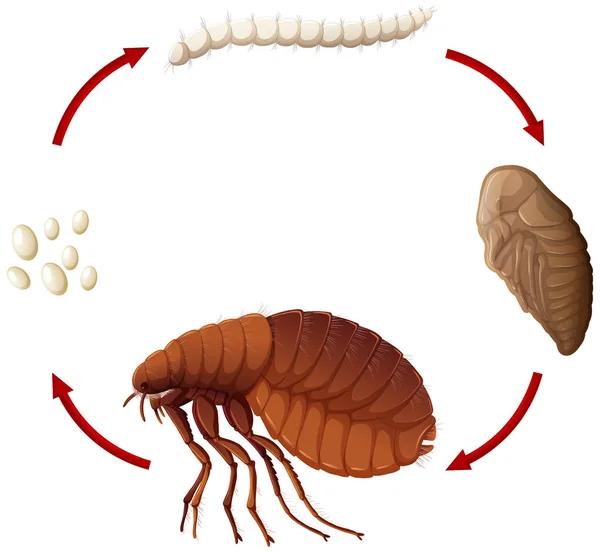 Ciclo Vida Una Ilustración Pulgas — Vector de stock