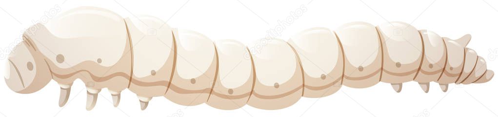 Silkworm catapillar white background illustration
