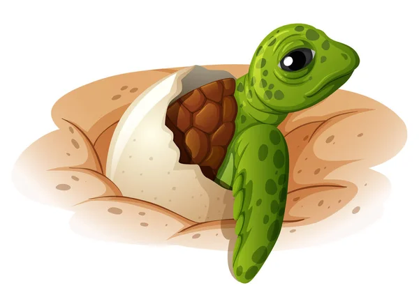 Baby turtle coming out of shell illustration