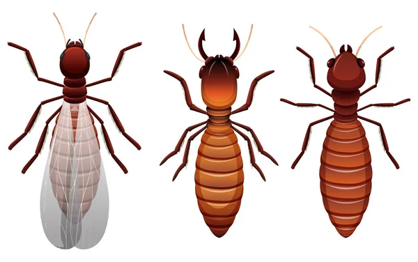 Different Stages Termite Illustration — Stock Vector