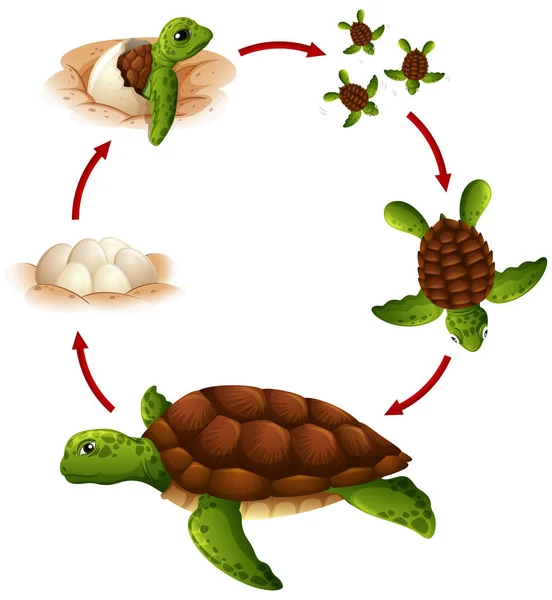 Kaplumbağa Illüstrasyon Yaşam Döngüsü — Stok Vektör