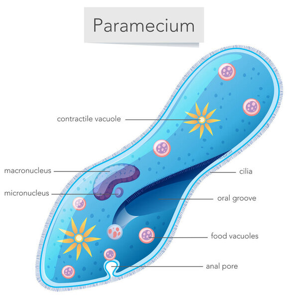 A paramecium diagram on white background illustration