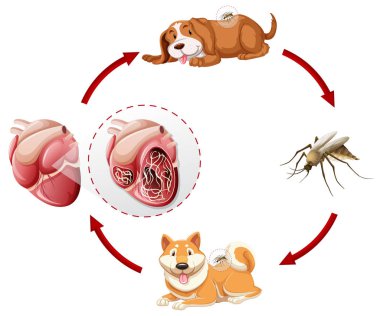 Heartworm yaşam döngüsü grafik illüstrasyon