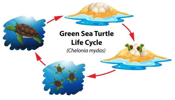 Groene Zeeschildpad Levenscyclus Illustratie — Stockvector