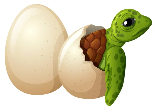 赤ちゃんウミガメ孵化卵イラスト — ストックベクタ