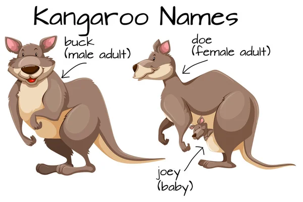 Kangur Ciało Ilustracja Części — Wektor stockowy