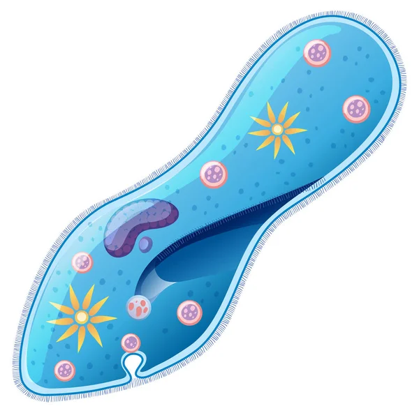 Close Design Paramecium Illustration — Stock Vector