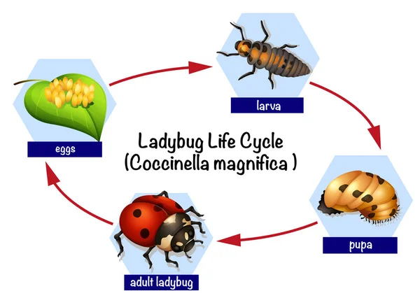 Bir Uğur Böceği Yaşam Döngüsü Illüstrasyon — Stok Vektör