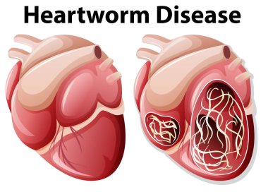 Heartworm hastalığı diyagramı beyaz arka plan illüstrasyon