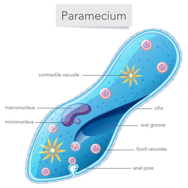 Paramecium 박테리아 다이어그램 — 스톡 벡터