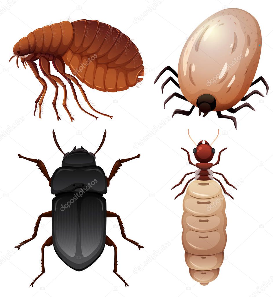 Set of insect on white background illustration