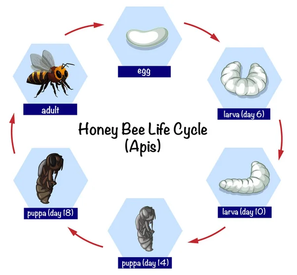 Honey Bee Životního Cyklu Ilustrace — Stockový vektor