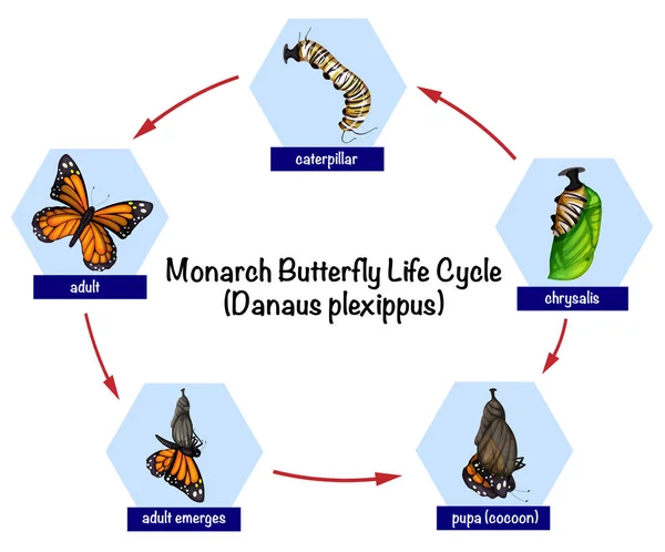 Monarch Butterfly Leven Cycle Illustratie — Stockvector