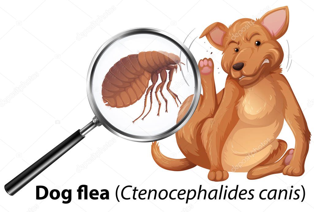 Dog with flea magnified illustration