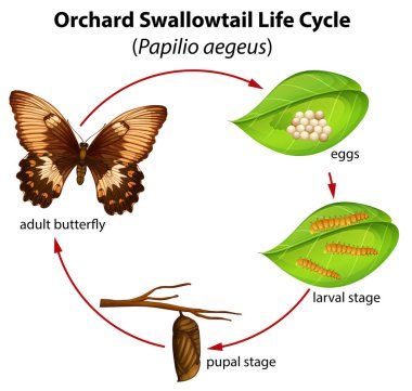Orchard swallowtail yaşam döngüsü illüstrasyon