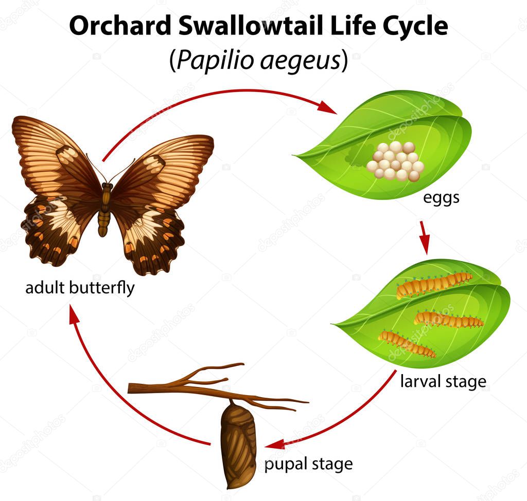 Orchard swallowtail life cycle illustration