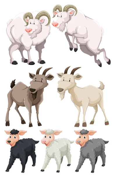 Zestaw Kóz Owiec Ilustracja — Wektor stockowy