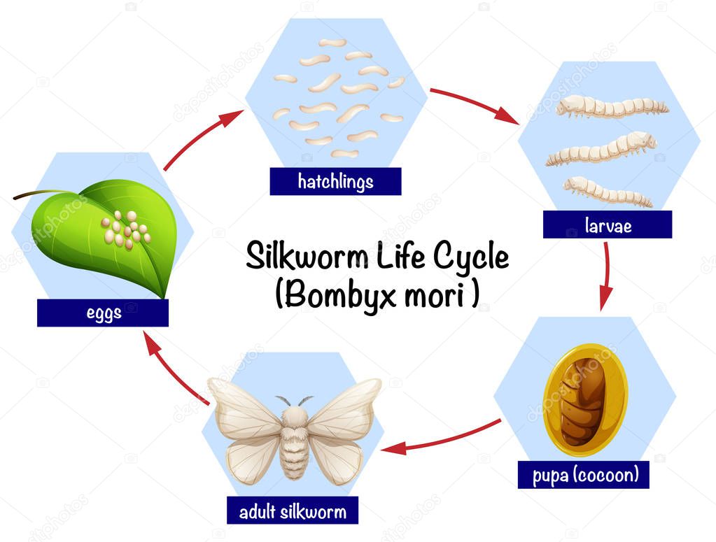 Silkworm life cycle diagram illustration