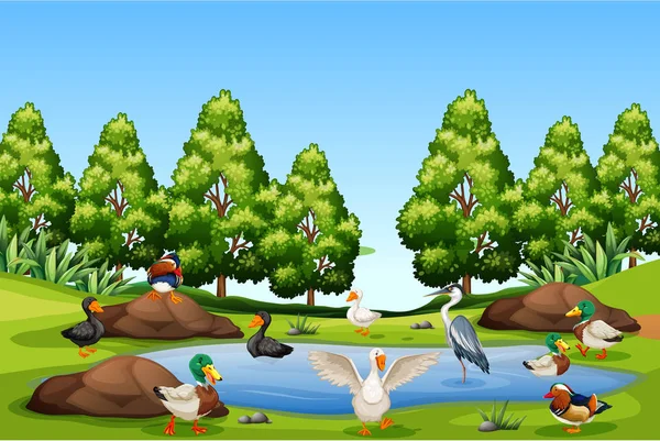 Many bird in nature illustration