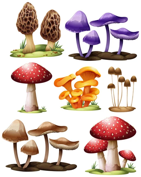 Set Different Mushrooms Illustration — Stock Vector