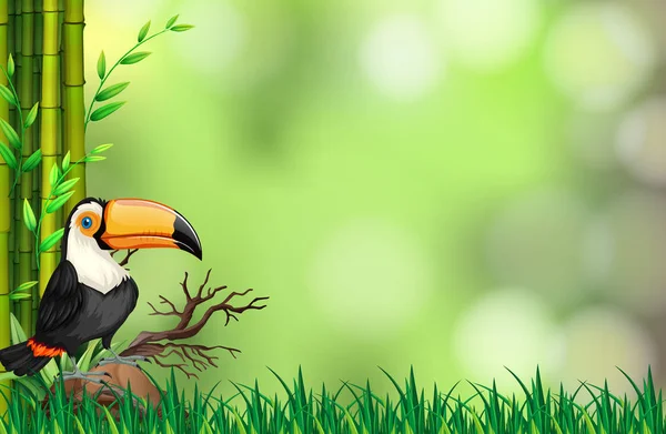 Toucan Στην Φύση Φόντο Εικόνα — Διανυσματικό Αρχείο