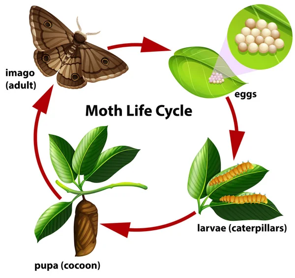 Moth Livscykel Diagram Illustration — Stock vektor