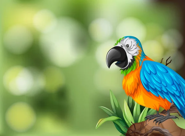 Colorful Parrot Background Scene Illustration — Stock Vector