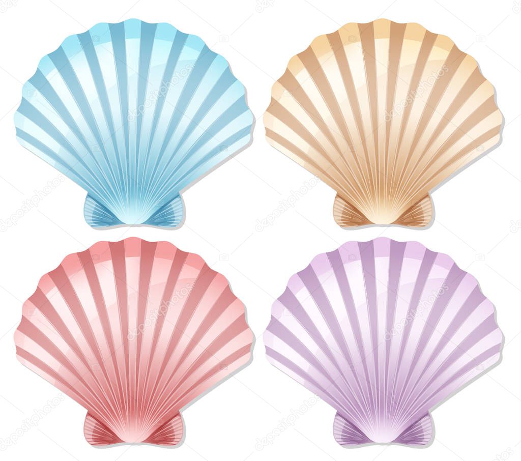 Set of color scallop shell illustration