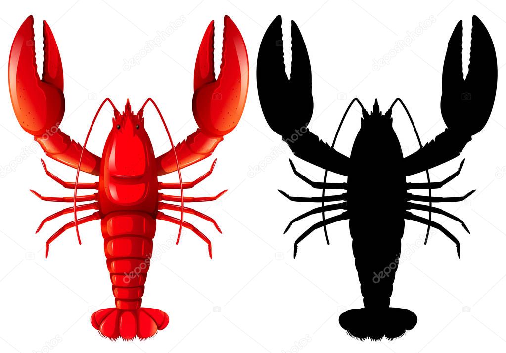 Set of lobster on white background illustration