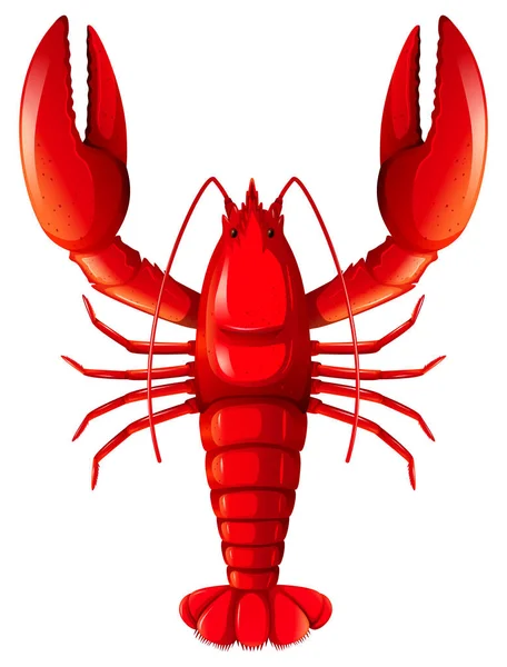 Homard Rouge Sur Fond Blanc Illustration — Image vectorielle