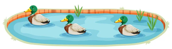 Egy Elszigetelt Kacsa Pond Illusztráció — Stock Vector