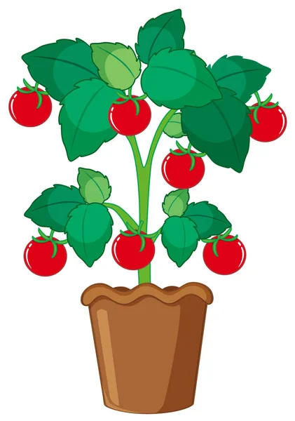 Terisolasi Tanaman Tomat Dalam Ilustrasi Pot - Stok Vektor