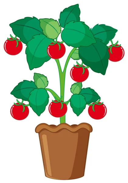 Planta Tomate Aislado Maceta Ilustración — Archivo Imágenes Vectoriales