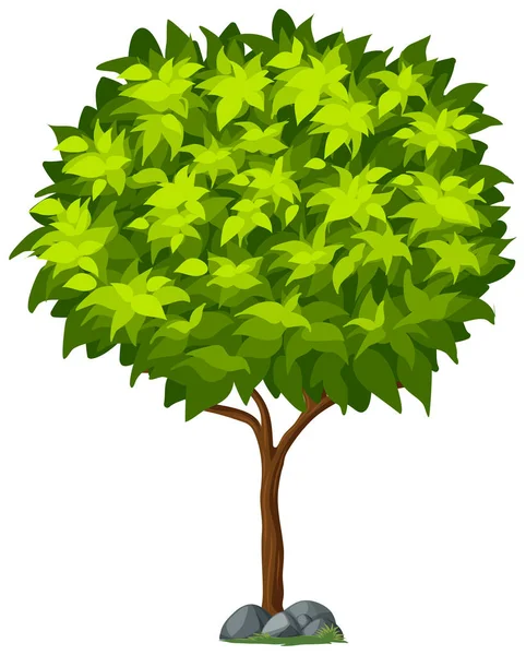 Izolowane Drzewo Białym Tle Ilustracji — Wektor stockowy