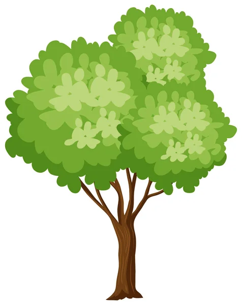 Isoated Árvore Fundo Branco Ilustração — Vetor de Stock