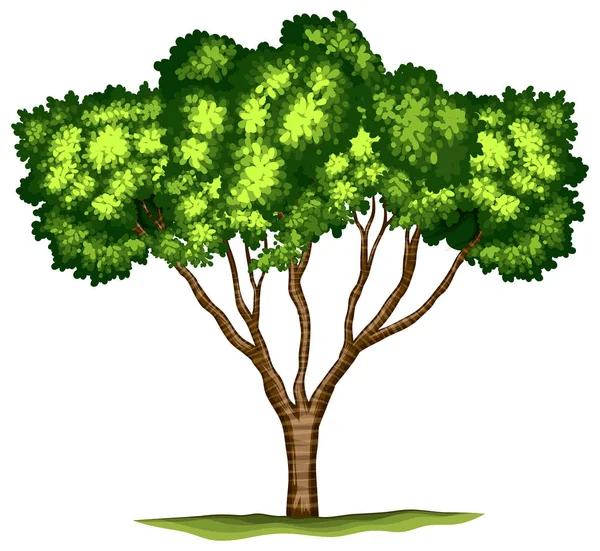 白色背景图上的孤立树 — 图库矢量图片