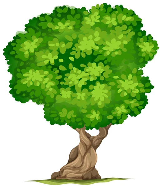 Árbol Aislado Sobre Fondo Blanco Ilustración — Vector de stock