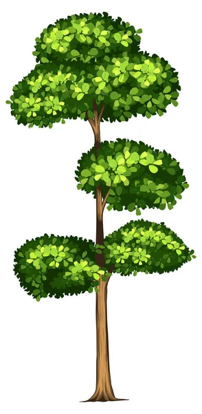 Tall Tree White Background Illustration — Stock Vector