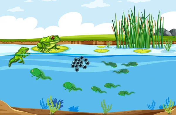 Green Frog Life Cycle Scene Illustration — Stock Vector